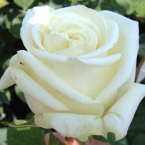 Rozen bestellen en bezorgen - theehybriden - wit - roze - Rosa Virgo™ - zacht geurende roos - Charles Mallerin - Bloemen in trossen, tegelijkertijd in knop en in bloei, vormt een decoratiev tapijt.